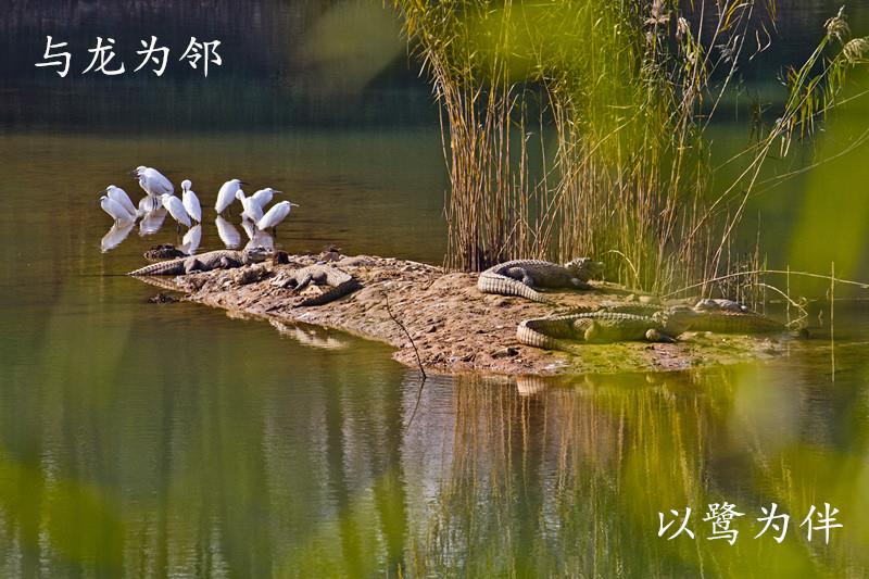 与龙为邻，以鹭为伴